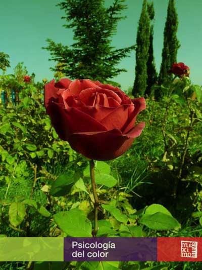 foto de rosa de color rojo sobre fondo vegetal de color verde complementario, autor: maximo ribas